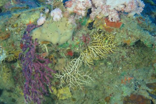 ECA-Group-ROV-MIDS-ROV-H800-SUR-Remotely-Operated-Vehicle-5.jpg